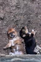 The puppy is sleeping on the ground under a concrete platform. photo