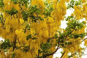 casia fístula, árbol de la lluvia dorada. foto