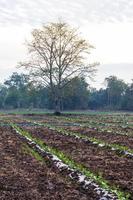 Trees and watermelon crops. photo