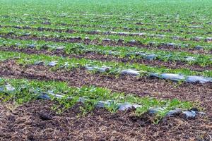 Watermelon plantation background in rows. photo