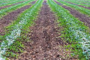 Watermelon plantation background in rows. photo