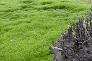 raíces secas, árboles muertos con hierba verde. foto