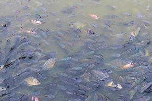 Many freshwater tilapia swim in the water. photo