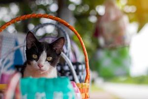 gato blanco y negro en una cesta de mimbre de plástico colorido. foto