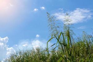 Flowers, weeds and clouds in the daytime sky. photo