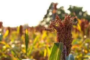 primer plano de sorgo rojo en el jardín. foto