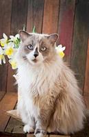 Ragdoll cat breed and a vase of narcissus on a wooden background photo