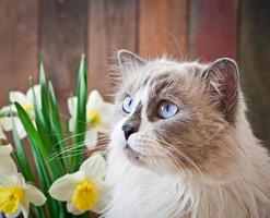 Ragdoll cat breed and a vase of narcissus on a wooden background