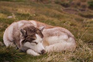 Siberian huky dog in forest outdoors, laika, wolfdog photo