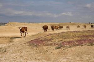 many cows walk in the deser during drought photo