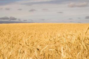 beautiful landscape if summer wheat fields photo