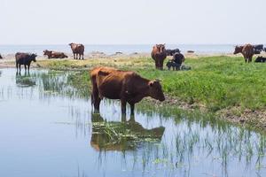 pasture of cows near the river, many cows on green grass in summer day photo