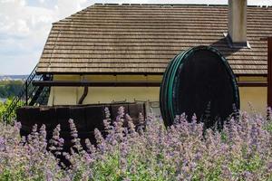 Landscape of vineyard in chez republic, garden in prague at summer time photo