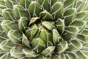 suculentas en un hábitat natural, cactus en el desierto al aire libre foto