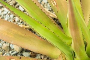 suculentas en un hábitat natural, cactus en el desierto al aire libre foto