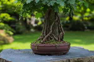 Cerrar imagen de bonsái en el jardín japonés. foto