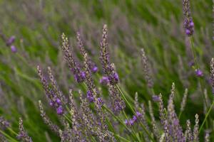 cerca de arbustos de lavanda en verano foto