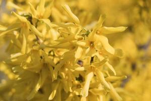 Close up of beautiful yellow blossom on the tree photo