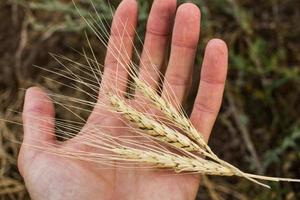 golden wheat on farmers hand close up, worker on summer fields photo