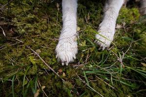 Siberian huky dog in forest outdoors, laika, wolfdog photo