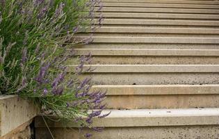 close up of old stone stairs with plants decoration photo