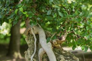 Close up picture of bonsai tree in japanese garden photo