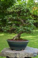 Close up picture of bonsai tree in japanese garden photo