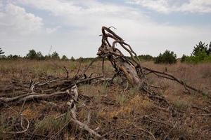 hermoso paisaje otoñal con árboles caídos en campos secos foto