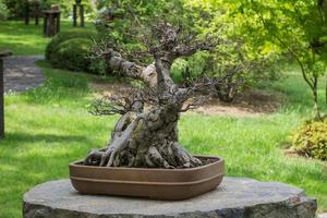 Close up picture of bonsai tree in japanese garden photo