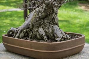 Close up picture of bonsai tree in japanese garden photo