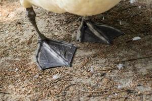 primer plano de las patas del cisne negro en el suelo foto