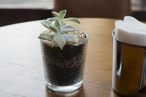 imagen de primer plano de suculentas sobre la mesa en el café, decoraciones interiores con plantas foto