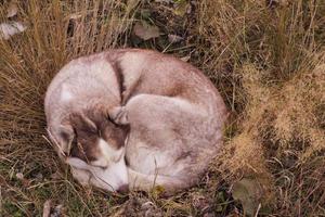 Siberian huky dog in forest outdoors, laika, wolfdog photo