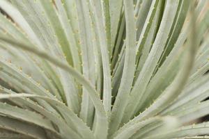 succulents in a natural habitat, cactus in desert outdoors photo