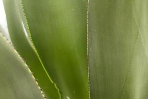 succulents in a natural habitat, cactus in desert outdoors photo