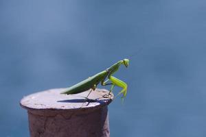 imagen macro de gran mantis verde foto