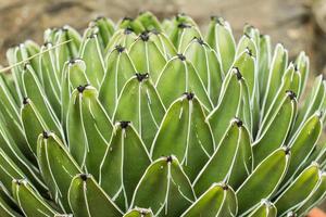 succulents in a natural habitat, cactus in desert outdoors photo