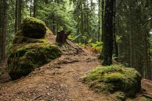 Landscape in mountains in Czech Switzerland national park, pine forest and rocks photo