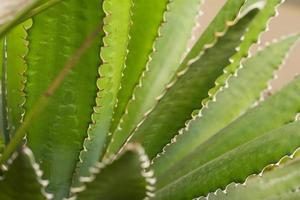 succulents in a natural habitat, cactus in desert outdoors photo