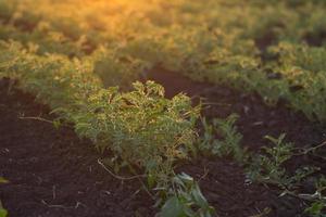 campo con arbustos de guisantes jóvenes a la luz del atardecer foto