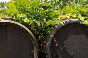 Landscape of vineyard in chez republic, garden in prague at summer time photo