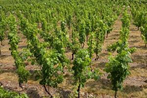 Landscape of vineyard in chez republic, garden in prague at summer time photo