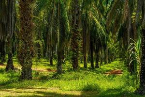 plantación de palmas de aceite, que el parque nacional bok khorani, krabi, tha
