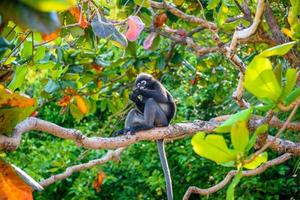 Koh Phaluai, Mu Ko Ang Thong National Park, Gulf of Thailand, Si photo