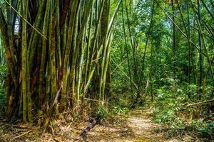Bamboo trees in jungles, Khlong Phanom National Park, Kapong, Ph photo