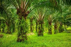 plantación de palmas de aceite, selva tropical, phang-nga, tailandia foto