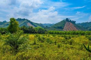 Landscape with palms and rocks cliffs, Khlong Phanom National Pa photo