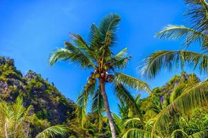 Coconut palm with coconuts with a blue sky, Railay beach west, A photo