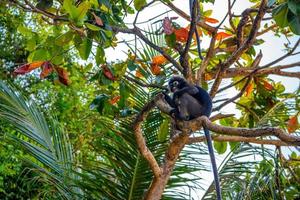 Koh Phaluai, Mu Ko Ang Thong National Park, Gulf of Thailand, Si photo