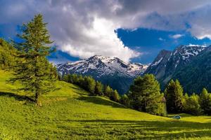 árboles de pino en los campos en las montañas de los alpes, martigny-combe, martigny, foto